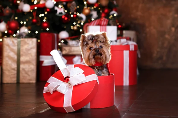 Small Terrier Dog Gift New Year Box Background Christmas Tree — Stock Photo, Image