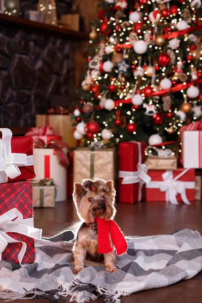 Noel Ağacında Kırmızı Noel Eşarplı Teriyer Köpek Yavrusu Noel Hediyeleri — Stok fotoğraf