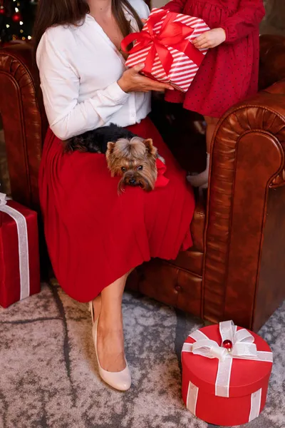 Ein Hund Den Armen Einer Frau Weihnachten Aus Nächster Nähe — Stockfoto