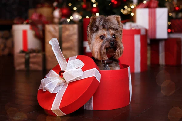 Noel Hediyelerinin Arka Planına Karşı Hediye Kutusundaki Teriyer Köpek Noel — Stok fotoğraf