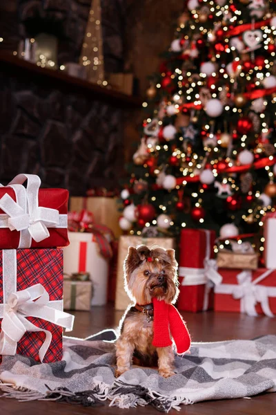 Noel Kırmızı Eşarplı Bir Köpek Hediye Noel Ağacının Yanında — Stok fotoğraf