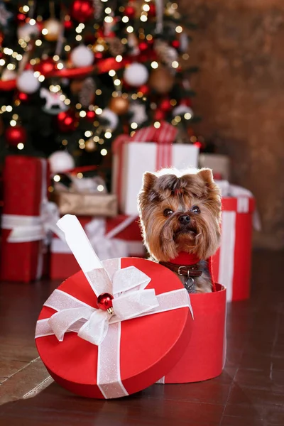 Noel Ağacının Arka Planında Noel Kutusunda Bir Köpek Yavrusu — Stok fotoğraf