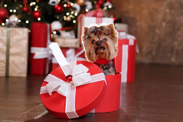Terrier Puppy Christmas Box Christmas Card — Stock Photo, Image
