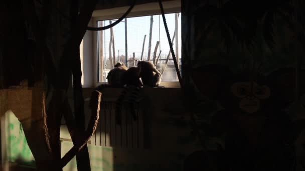 Silueta Lindos Lémures Ventana Del Zoológico — Vídeos de Stock