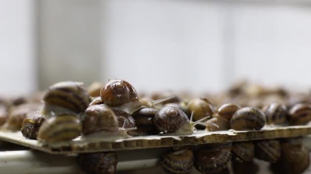 Σαλιγκάρι Γαλλική Σέρνεται Εκτροφής Σαλιγκαριών — Αρχείο Βίντεο