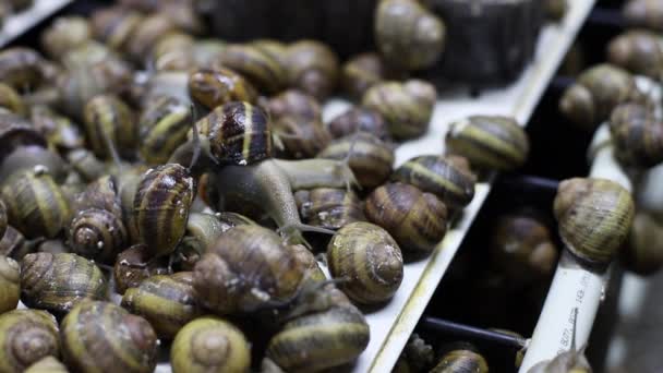 蜗牛在蜗牛养殖场的特写镜头 法国蜗牛 — 图库视频影像