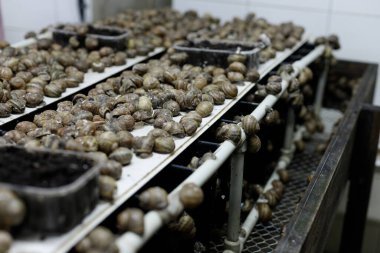 Snay Çiftliği. Yiyecek olarak salyangoz yetiştiriyorum. Salyangozlar yakın plan