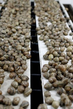 Snay Çiftliği. Fransız salyangozlarının yetiştirilmesi