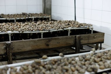 Çiftlikte salyangoz yetiştiriyor. Sümüklü kozmetik. Fransız lezzeti.