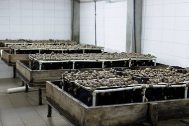 Snay Çiftliği. Yiyecek ve kozmetik için salyangoz