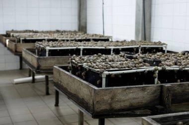 Fransız salyangozları çiftlikte yetişiyor.