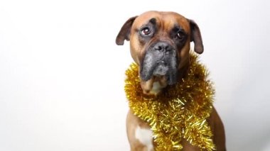 Çelenk takmış üzgün bir köpek beyaz arka planda sağa bakar.
