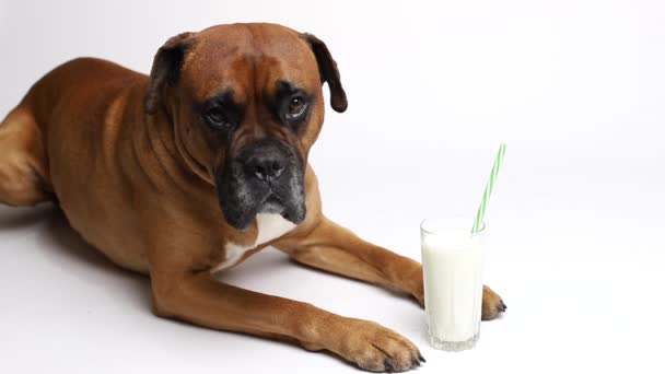 Brauner Hund Mit Einem Glas Milch Auf Weißem Hintergrund — Stockvideo