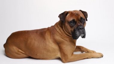 Beyaz arka planda kahverengi Alman boksör köpeği yatıyor.