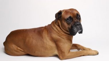 Beyaz arkaplanda kahverengi boksör köpeği