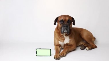 Beyaz arka planda krom anahtarı olan akıllı telefonlu kahverengi köpek.