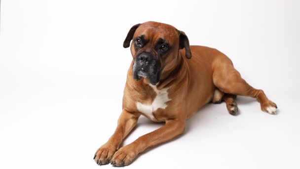 Perro Boxeador Alemán Encuentra Sobre Fondo Blanco — Vídeos de Stock