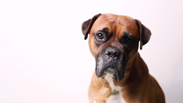 棕色德国拳击犬 白色背景特写 — 图库视频影像