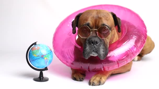 aranyos kutya visel rózsaszín szemüveg és úszás gyűrű közelében földgömb