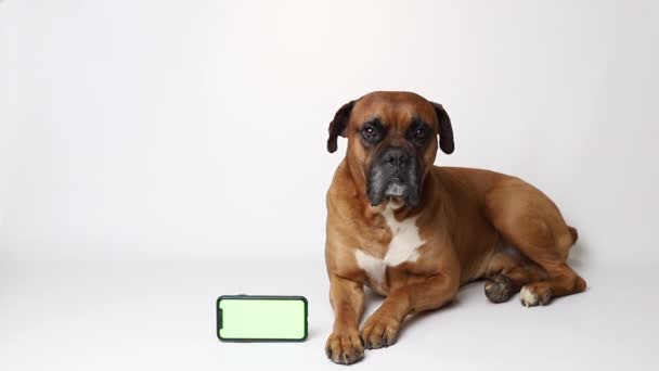 Коричневая Собака Смартфоном Хроматическим Ключом Белом Фоне — стоковое видео