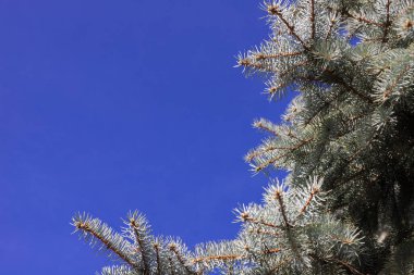 arkaplan yeşil ağaç mavi gökyüzüne karşı