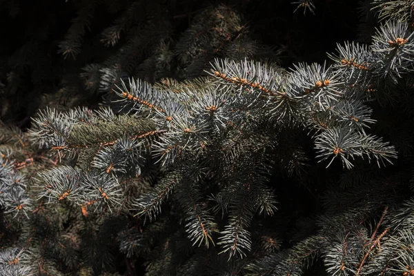 Πράσινο Κλαδί Χριστουγεννιάτικα Δέντρα Φύση Υποβάθρου — Φωτογραφία Αρχείου