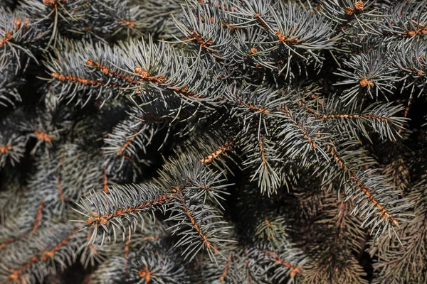 Βελόνες Χριστουγεννιάτικα Δέντρα — Φωτογραφία Αρχείου