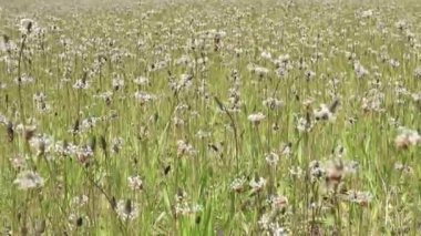 Yazın kır çiçeği tarlası. Yaz arkaplanı. Rahatlama