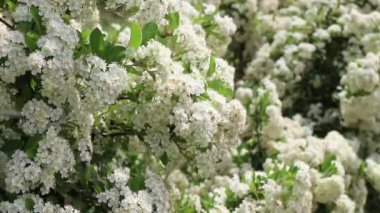 Yazın çiçek açan beyaz arıların arka planı