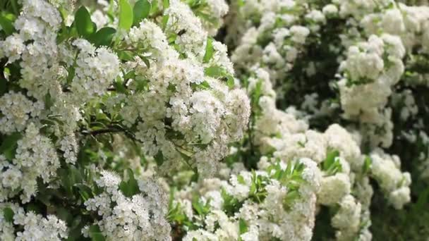 Vita Blommor Buske Sommaren Med Bin Som Samlar Pollen Sommarstämning — Stockvideo