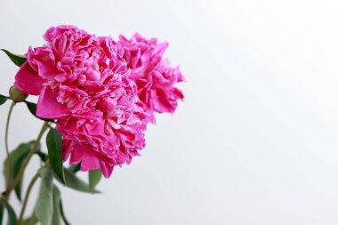 Beyaz arka planda tüylü pembe şakayıklar. Metin için boş alan