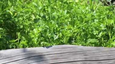 Bahçedeki maydanozun taze tohumları.