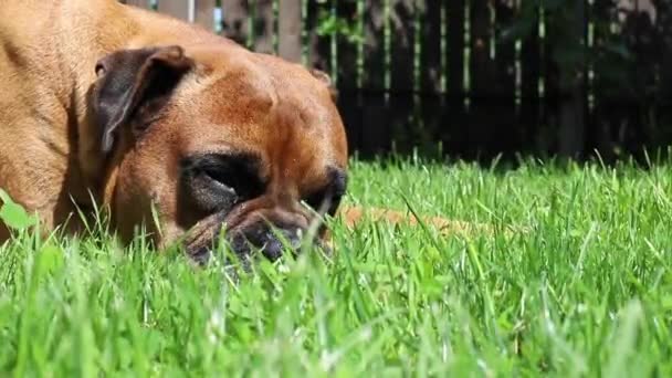 Brown Dog German Boxer Resting Lawn Garden — Vídeos de Stock