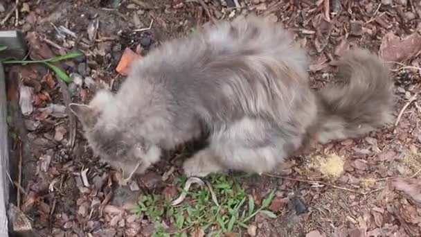 Gray Skinny Stray Cat Top View — Stok video