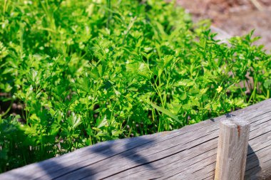 Bahçede maydanoz yetişiyor.