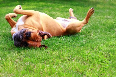 funny dog german boxer lies on his back on a green lawn