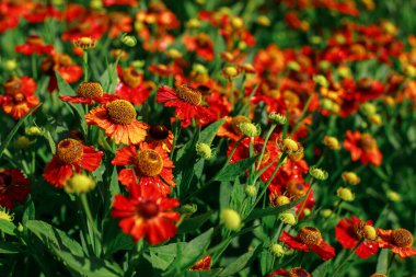 orange flowers in bright sunlight. background