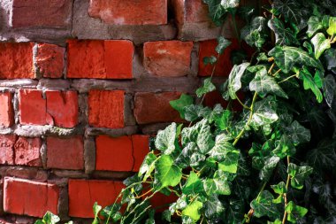brick red wall with ivy braiding it. copy space