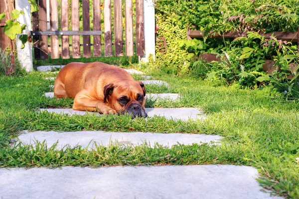 German boxer dog lies and gets bored in the garden