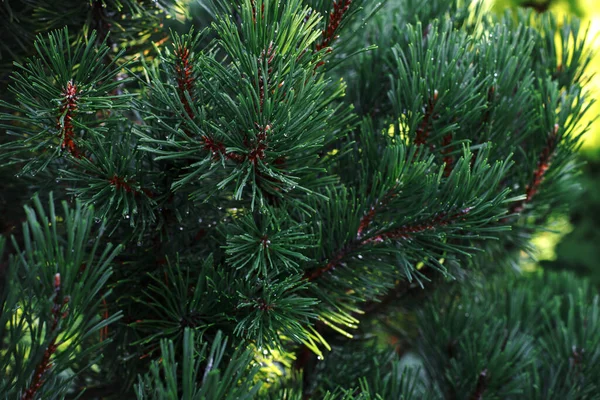 Christmas Background Beautiful Green Pine Close Copy Space — Φωτογραφία Αρχείου