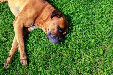 german boxer lies on a green lawn top view