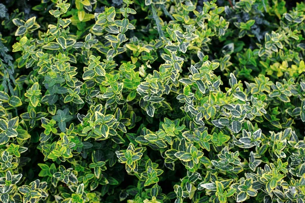 Background Small Green Yellow Leaves Plant — Φωτογραφία Αρχείου