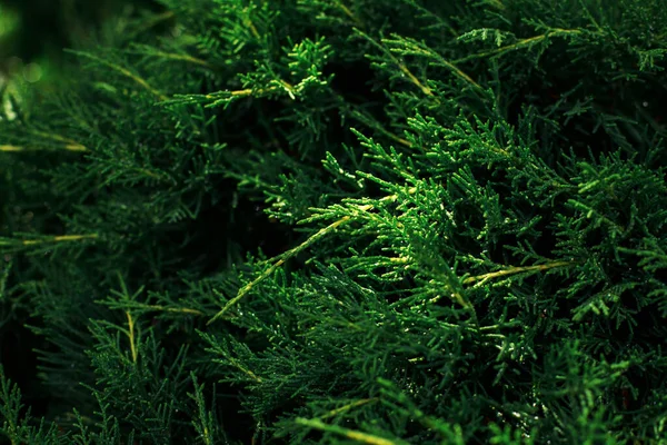 Background Pine Needles Rays Sun — Φωτογραφία Αρχείου