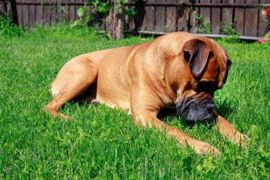 adult german boxer on the lawn. veterinarian