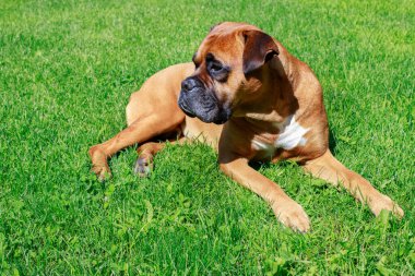 german boxer lies on a green lawn. animal protection, veterinarian