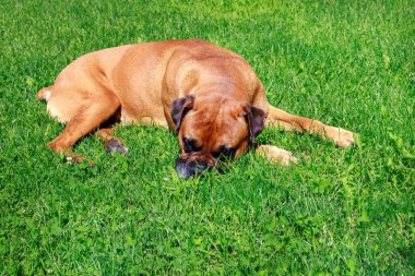 adult german boxer on lawn. veterinarian