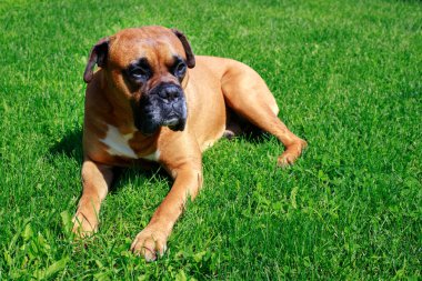 german boxer on the lawn. dog.animal protection, veterinarian