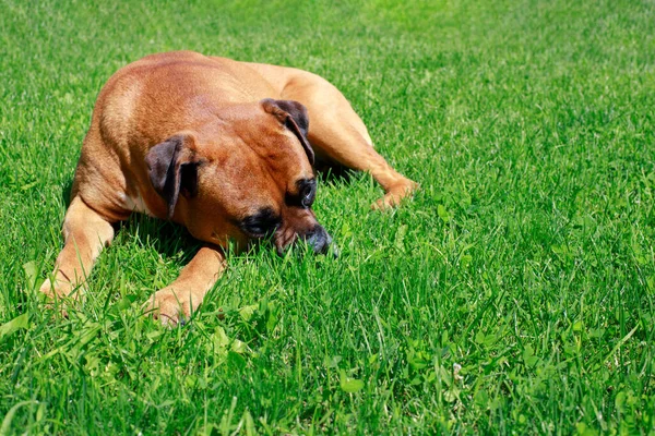 brown dog lies on the lawn. dog.animal protection, veterinarian