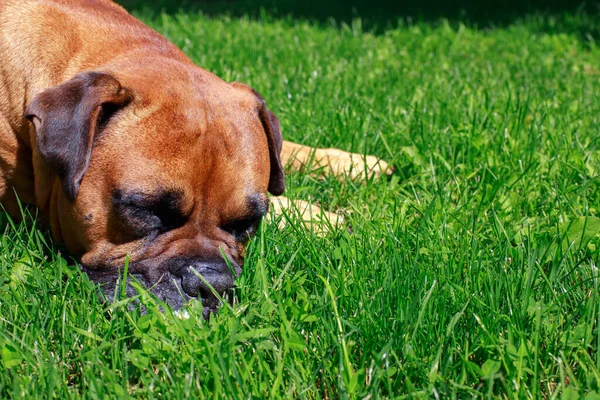 close-up of a german boxer on the lawn. dog.animal protection, veterinarian