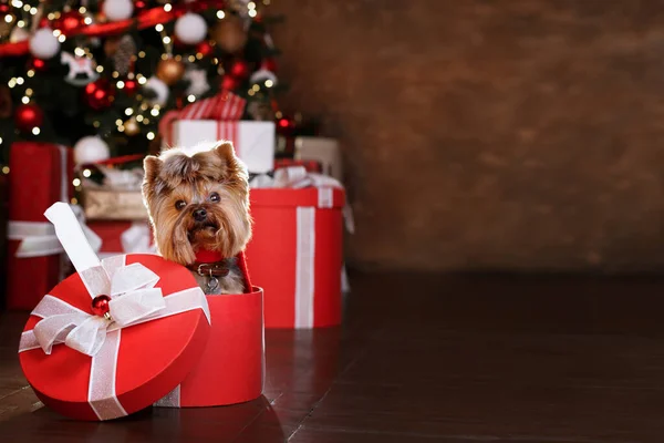 Noel Hediyesinin Yanında Sevimli Komik Köpek Noel Baba Noel Kartı — Stok fotoğraf